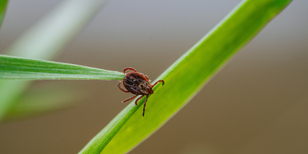 BORELIÓZA A PRÍRODNÁ PODPORA Z PERU