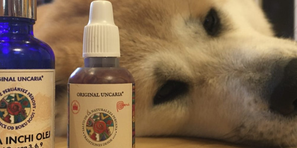  LIEČBA HOTSPOTU U PSOV DRAČÍ KRVOU A OLEJOM SACHA INCHI